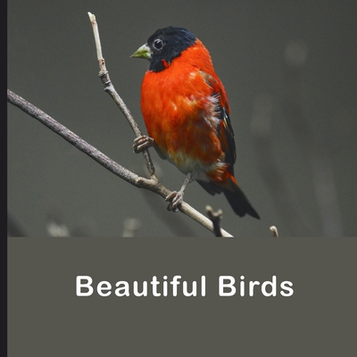 Beautiful Birds: Full Color Photo Book Colorful Birds Pictures Beautiful Nature Photo Cover Image