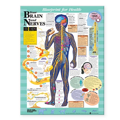 Blueprint for Health Your Brain and Nerves Chart Cover Image