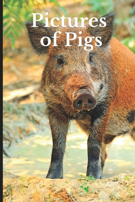 Pictures of Pigs: Funny White Elephant, Secret Dirty Santa Gift, (Stupid Gifts Ideas) By Pete Stack Cover Image