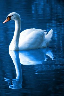 Elegant Swan: Notebook Cover Image