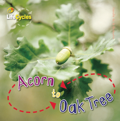 Acorn to Oak Tree (LifeCycles)