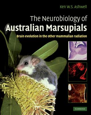 The Neurobiology of Australian Marsupials: Brain Evolution in the Other Mammalian Radiation By Ken Ashwell (Editor) Cover Image