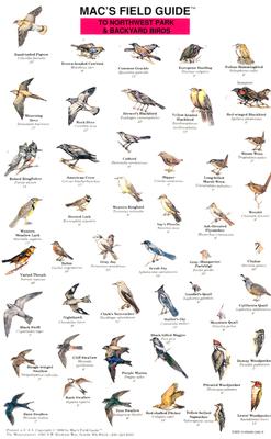 Mac's Field Guides: Northwest Park & Backyard Birds (Mac's Guides)
