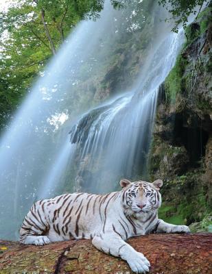 Waterfall White Tiger Notebook: 8.5 X 11 202 College Ruled Pages Cover Image
