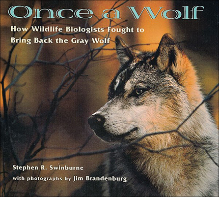 Once a Wolf: How Wildlife Biologists Fought to Bring Back the Gray Wolf By Stephen Swinburne Swinburne Cover Image