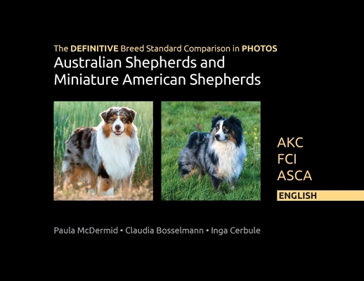 Akc mini 2024 australian shepherd