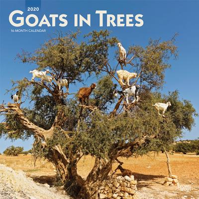 Goats in Trees 2020 Square Cover Image