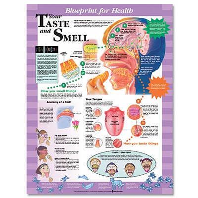 Blueprint for Health Your Taste and Smell Chart Cover Image
