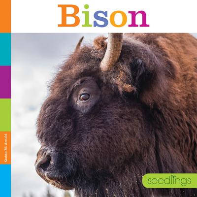 Bison (Seedlings)