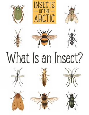 Cover for Insects of the Arctic
