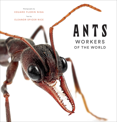 Ants: Workers of the World By Eleanor Spicer Rice, Eduard Florin Niga (By (photographer)) Cover Image