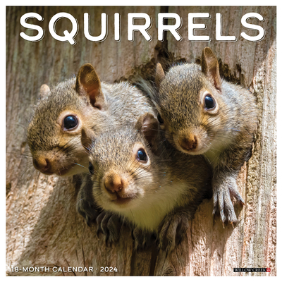 Squirrels 2024 12 X 12 Wall Calendar Cover Image