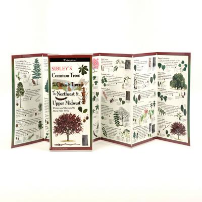 Sibley's Common Trees in the Cities & Towns of the Northeast & Upper Midwest By David Sibley, David Sibley (Illustrator) Cover Image