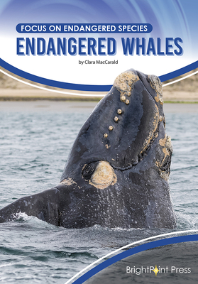 Endangered Whales By Clara Maccarald Cover Image