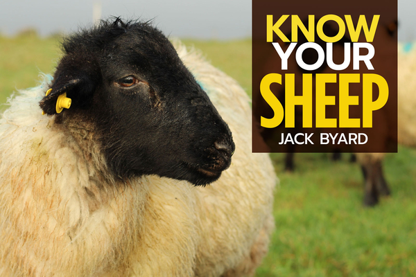 Know Your Sheep Cover Image