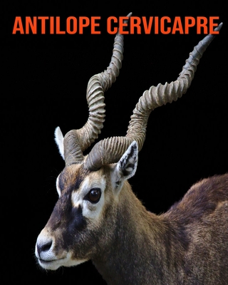 Antilope Cervicapre: Photos Etonnantes & Recueil d'Informations Amusantes  Concernant les Antilope Cervicapre (Paperback) | Barrett Bookstore