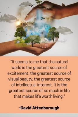 ''It seems to me that the natural world is the greatest source of excitement; the greatest source of visual beauty; the greatest source of intellectua By Enviro Noted Cover Image