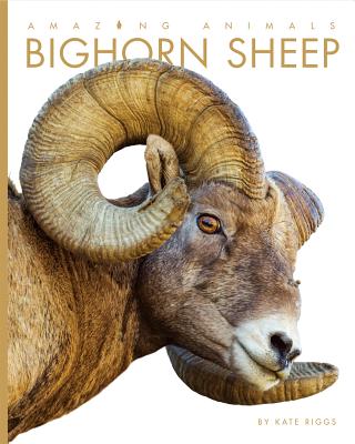 Bighorn Sheep (Amazing Animals) Cover Image