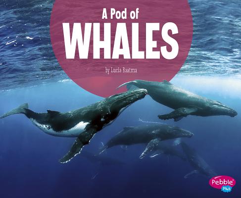 A Pod of Whales (Animal Groups) By Lucia Raatma Cover Image