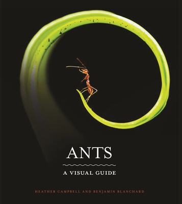 Ants: A Visual Guide By Heather Campbell, Benjamin Blanchard Cover Image