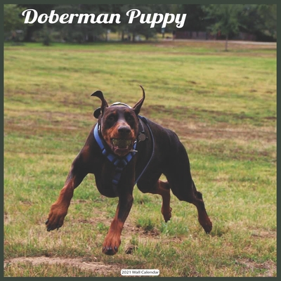 Doberman Puppy 2021 Wall Calendar: Official Doberman Dogs 2021 Wall Calendar By Today Wall Calendar 2021 Cover Image