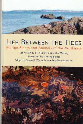 Life Between the Tides: Marine Plants and Animals of the Northeast By Les Watling, Jill Fegley, John Moring, Andrea Sulzer (Illustrator), Susan White (Editor) Cover Image