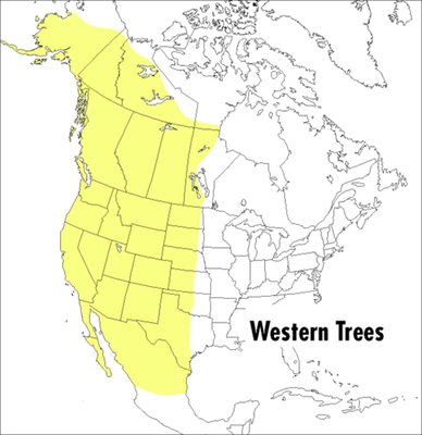 A Peterson Field Guide To Western Trees: Western United States and Canada (Peterson Field Guides) Cover Image
