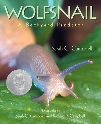 Wolfsnail: A Backyard Predator By Sarah C. Campbell, Sarah C. Campbell (Photographs by), Richard P. Campbell (Photographs by) Cover Image