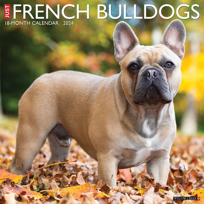 Just French Bulldogs 2024 12 X 12 Wall Calendar