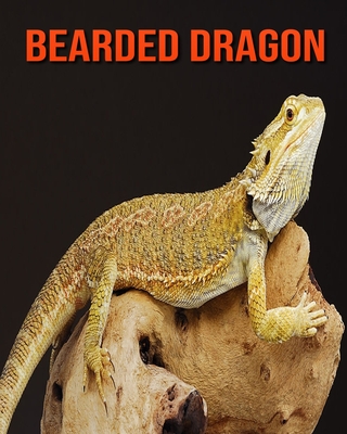 Bearded dragons: facts and photos