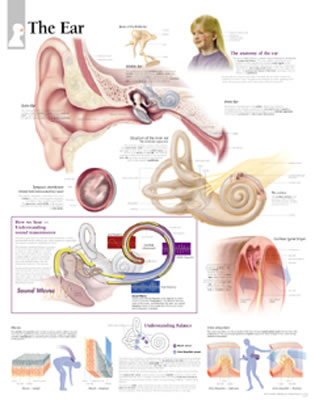 The Ear Chart: Wall Chart Cover Image