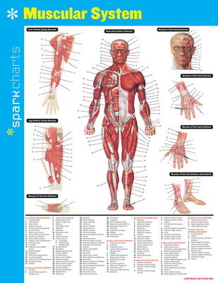 Muscular System Sparkcharts: Volume 44 By Sparknotes Cover Image
