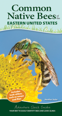 Common Native Bees of the Eastern United States: Your Way to Easily Identify Bees and Look-Alikes (Adventure Quick Guides) By Heather Holm Cover Image