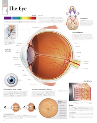 The Eye Chart: Wall Chart