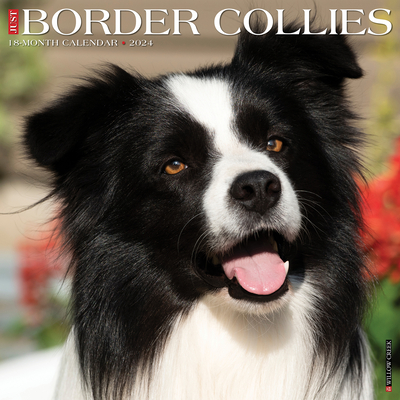 Just Border Collies 2024 12 X 12 Wall Calendar By Willow Creek Press Cover Image