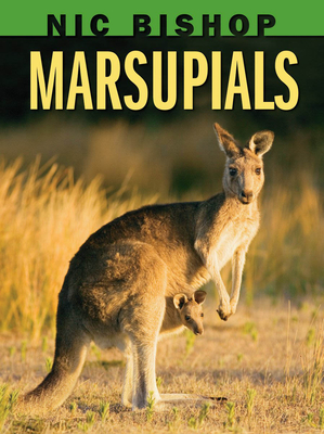 Nic Bishop: Marsupials