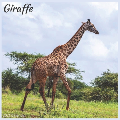 Giraffe 2021 Calendar: Official Animal Giraffes Wall Calendar 2021 By Today Wall Calendrs 2021 Cover Image