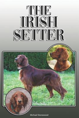 Irish setter hot sale training