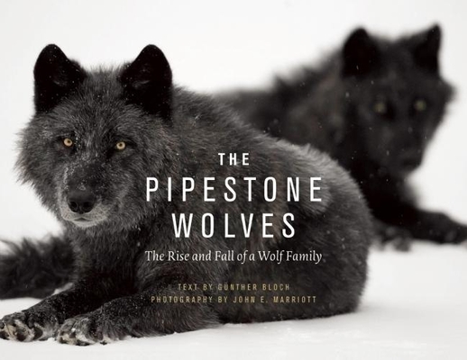 The Pipestone Wolves: The Rise and Fall of a Wolf Family By Günther Bloch, John E. Marriott (Photographer), Mike Gibeau (Foreword by) Cover Image