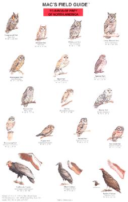 Field Guide - Birds of Prey