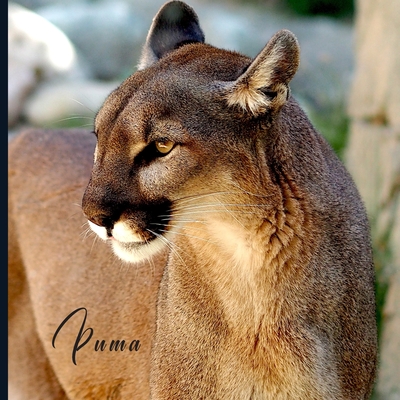 Puma: Full Color Photo Book - Wildlife Animal Pictures - Africa Safari Cover Image