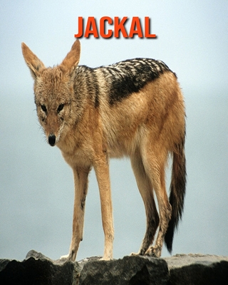 Jackal: Amazing Facts about Jackal (Paperback) | Point Reyes Books Jackal: Amazing Facts about Jackal (Paperback) | Point Reyes Books