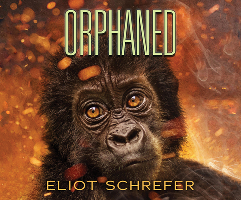 Orphaned (Ape Quartet #4) By Eliot Schrefer, Lauren Ezzo (Narrated by) Cover Image