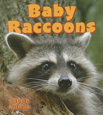 Baby Raccoons (It's Fun to Learn about Baby Animals) Cover Image