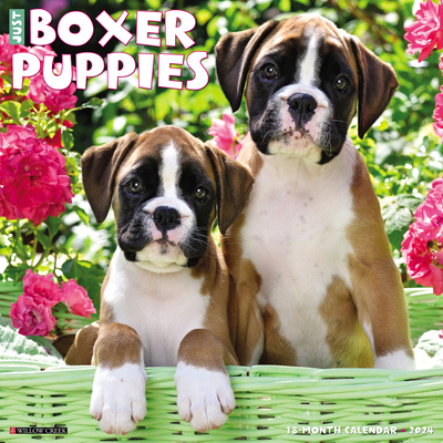 Just Boxer Puppies 2024 12 X 12 Wall Calendar (Wall) | Boswell Book Company