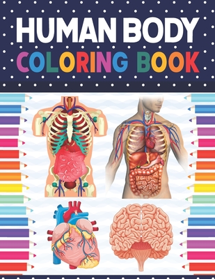 COVERINGS OF THE HEART  Human body diagram, Human body organs, Body diagram