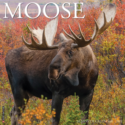 Moose 2021 Wall Calendar Cover Image