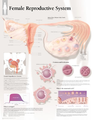 Female Reproductive System Chart: Laminated Wall Chart Cover Image