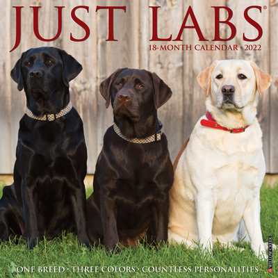 Just Labs 2022 Wall Calendar (Labrador Retriever Dog Breed) By Willow Creek Press Cover Image