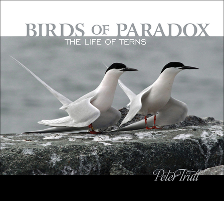 Birds of Paradox: The Life of Terns
